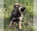 Small #30 German Shepherd Dog