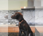 Small #21 Flat Coated Retriever