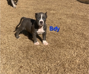 Medium American Bully