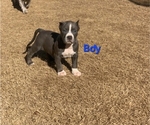 Puppy 1 American Bully