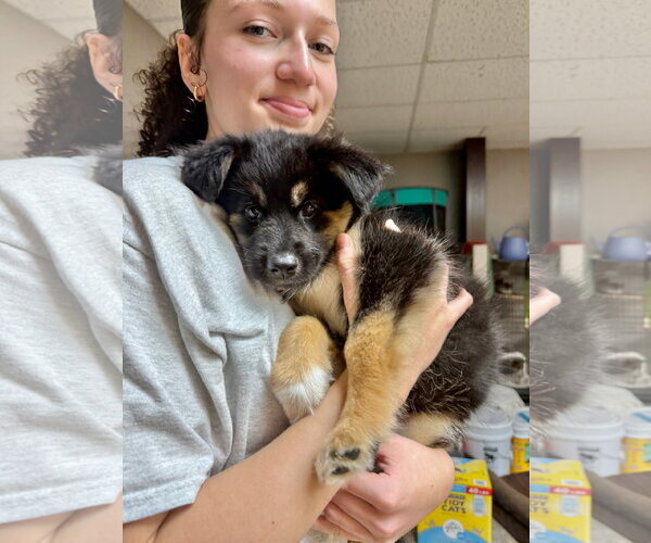 Medium Photo #2 Mutt Puppy For Sale in Gilberts, IL, USA