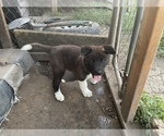 Small Photo #8 Akita Puppy For Sale in FLORISSANT, MO, USA