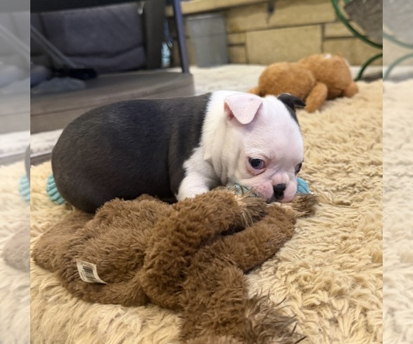 Medium Photo #13 Boston Terrier Puppy For Sale in FREDONIA, KS, USA