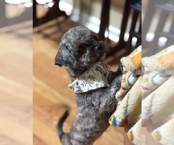 Medium Photo #3 Poodle (Miniature)-Unknown Mix Puppy For Sale in Spring Lake, NC, USA
