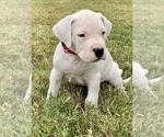 Small Photo #7 Dogo Argentino Puppy For Sale in SAN ANTONIO, TX, USA