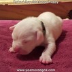 Small Photo #8 Dogo Argentino Puppy For Sale in JANE, MO, USA