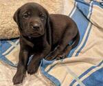 Small Photo #4 Goldmaraner Puppy For Sale in SAN JOSE, CA, USA