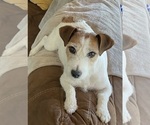 Small Photo #1 Jack Russell Terrier Puppy For Sale in FREEMAN, MO, USA