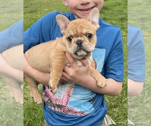 French Bulldog Puppy for sale in COLTON, OR, USA