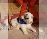 Small Photo #1 Australian Shepherd Puppy For Sale in JEFFERSON CITY, MO, USA