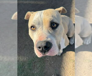 Mutt Dogs for adoption in Riverside, CA, USA