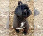 Small Photo #1 Shih Tzu-Unknown Mix Puppy For Sale in Rockaway, NJ, USA