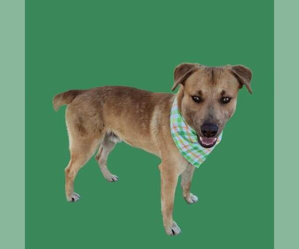 Medium Photo #1 Labrador Retriever-Unknown Mix Puppy For Sale in Bakersfield, CA, USA