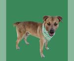 Small Labrador Retriever Mix