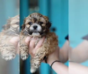 Zuchon Puppy for sale in HOUSE SPRINGS, MO, USA