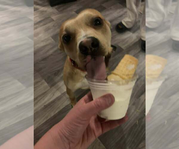 Medium Photo #4 Boxer-Unknown Mix Puppy For Sale in Gibbstown, NJ, USA