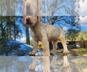 Labrador Retriever Puppy for sale in FLEMING ISLE, FL, USA