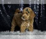 Small Photo #117 Goldendoodle (Miniature) Puppy For Sale in WARSAW, IN, USA