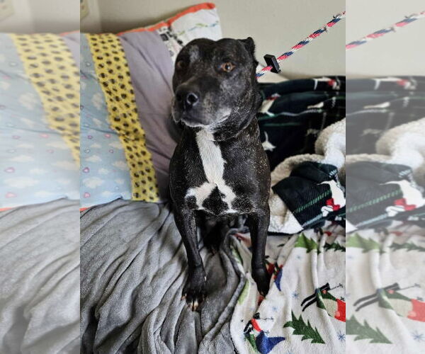 Medium Photo #6 Labrador Retriever-Unknown Mix Puppy For Sale in McKinney, TX, USA