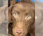 Small Boykin Spaniel-Whippet Mix