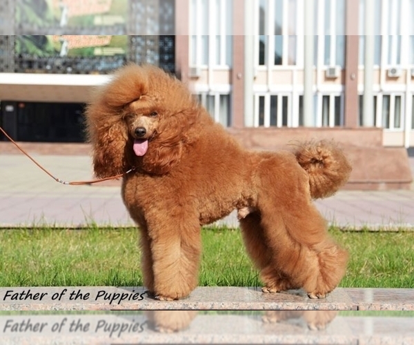 Medium Photo #1 Poodle (Miniature) Puppy For Sale in SAN MARCOS, CA, USA
