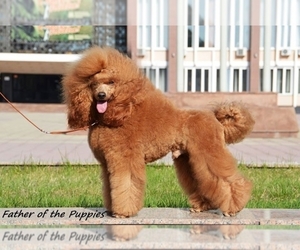 Father of the Poodle (Miniature) puppies born on 09/02/2026