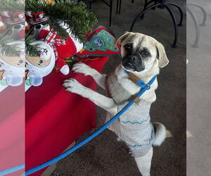 Jack - Male Pug-Unknown Mix Dog for Adoption - Photo #2