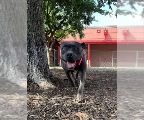 Medium Photo #2 American Pit Bull Terrier-Unknown Mix Puppy For Sale in Plano, TX, USA