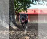 Small #1 American Pit Bull Terrier Mix