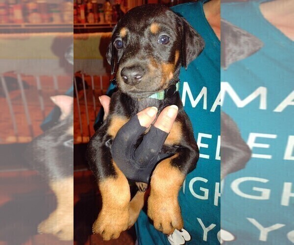 Medium Photo #4 Doberman Pinscher Puppy For Sale in Crossville, TN, USA