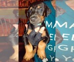 Small Photo #4 Doberman Pinscher Puppy For Sale in Crossville, TN, USA
