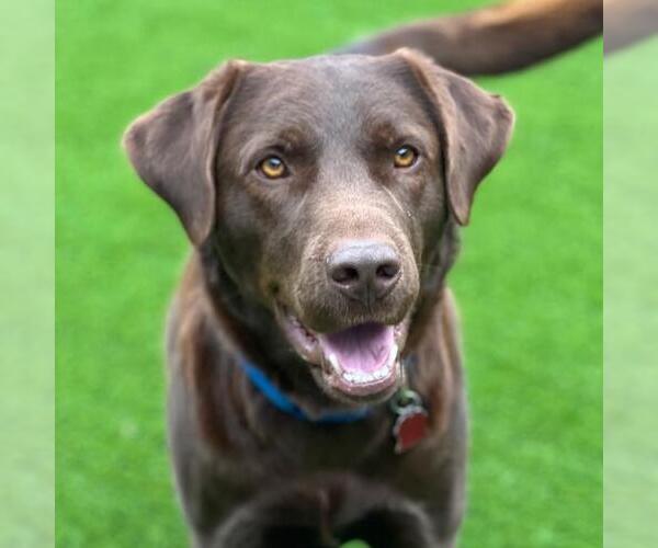 Medium Photo #5 Labrador Retriever-Unknown Mix Puppy For Sale in San Diego, CA, USA
