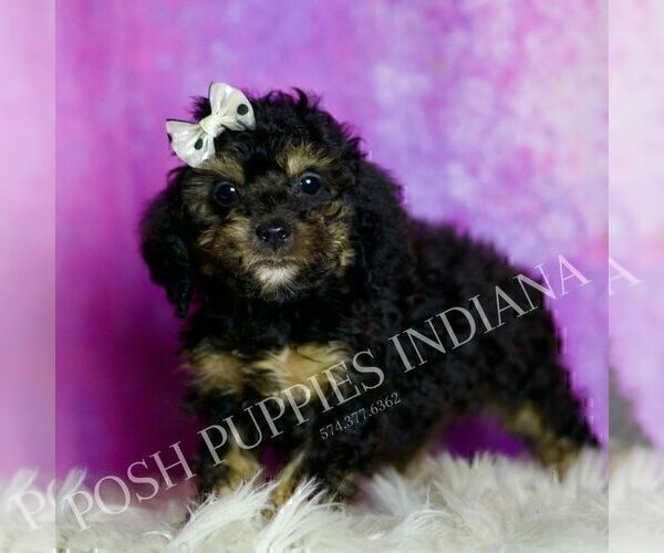 Medium Photo #6 Poodle (Toy) Puppy For Sale in WARSAW, IN, USA