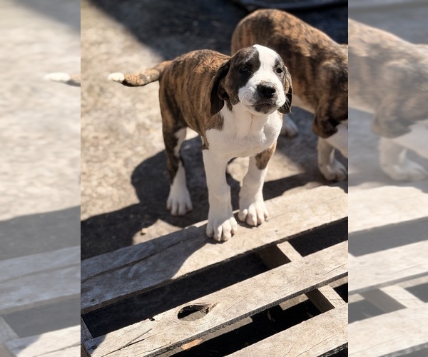 Medium Photo #5 Great Dane Puppy For Sale in SUMMERVILLE, SC, USA