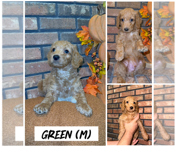 Medium Photo #1 Goldendoodle (Miniature) Puppy For Sale in FORT MYERS, FL, USA