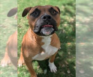 ALI - Male Boxer-Unknown Mix Dog for Adoption - Photo #2