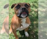 Small #1 Boxer Mix