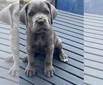 Small Photo #4 Cane Corso Puppy For Sale in DELAWARE, OH, USA