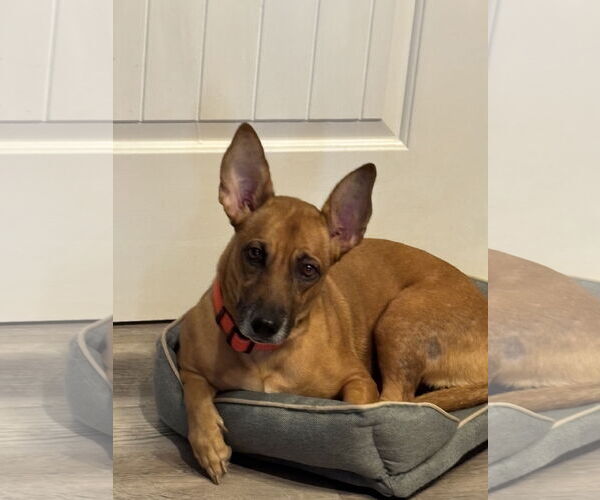 Medium Photo #3 Chihuahua-Welsh Corgi Mix Puppy For Sale in Virginia Beach, VA, USA