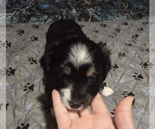 Medium Photo #1 Miniature Australian Shepherd Puppy For Sale in WADESBORO, NC, USA