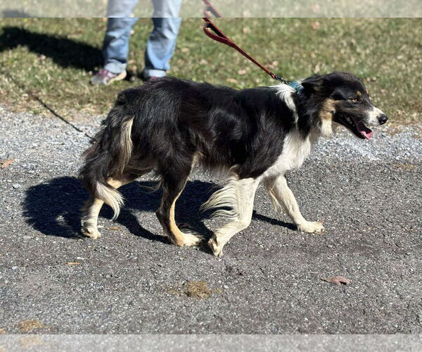Medium Photo #3 Border Collie Puppy For Sale in Rustburg, VA, USA