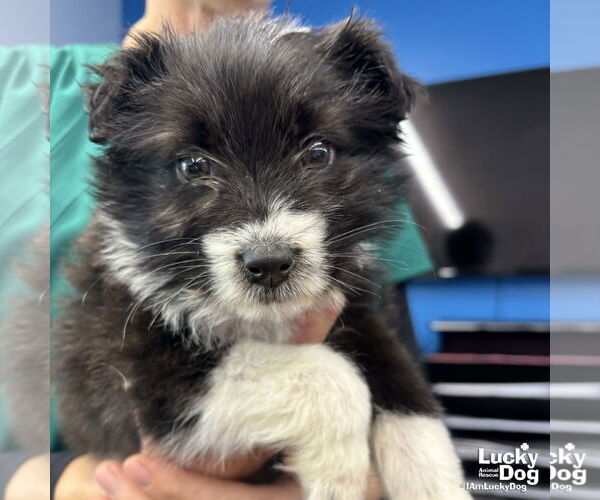 Medium Photo #4 Mutt Puppy For Sale in Washington, DC, USA