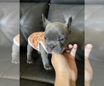 Small Photo #19 French Bulldog Puppy For Sale in SAN BERNARDINO, CA, USA