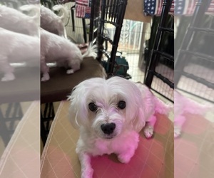 Father of the Maltese puppies born on 10/29/2025