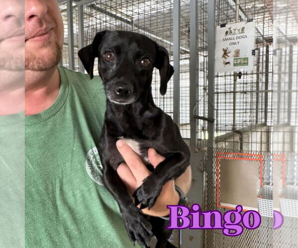 Medium Photo #6 Chiweenie Puppy For Sale in San Antonio, TX, USA