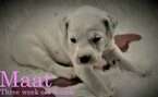 Small Photo #5 Dalmatian Puppy For Sale in ENID, OK, USA