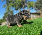 Small #1 English Bulldog
