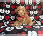 Small #2 Poodle (Miniature)