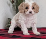 Small Photo #38 Cavapoo (Miniature) Puppy For Sale in GOSHEN, IN, USA