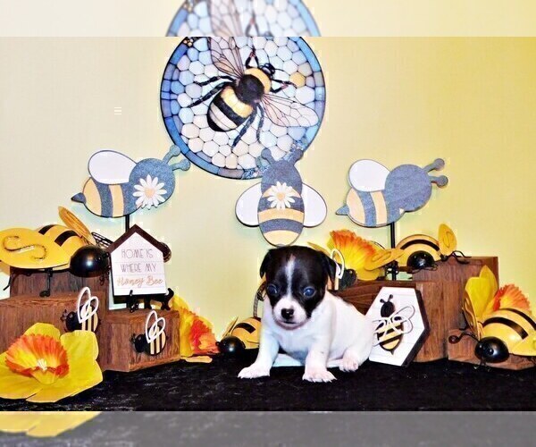 Medium Photo #7 Chihuahua Puppy For Sale in CHARLESTON, AR, USA